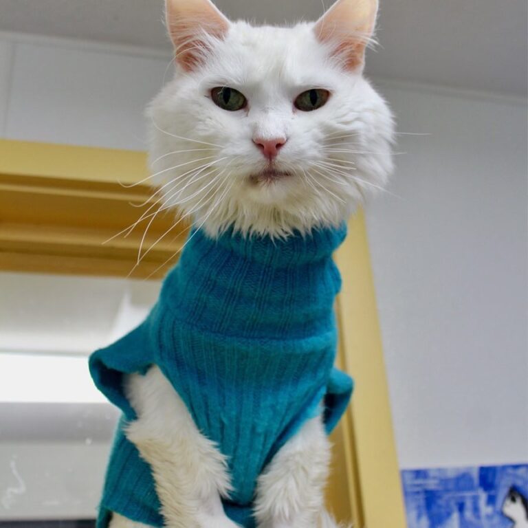 Isn’t Snowball handsome in his sweater? This 12-year-old guy is just