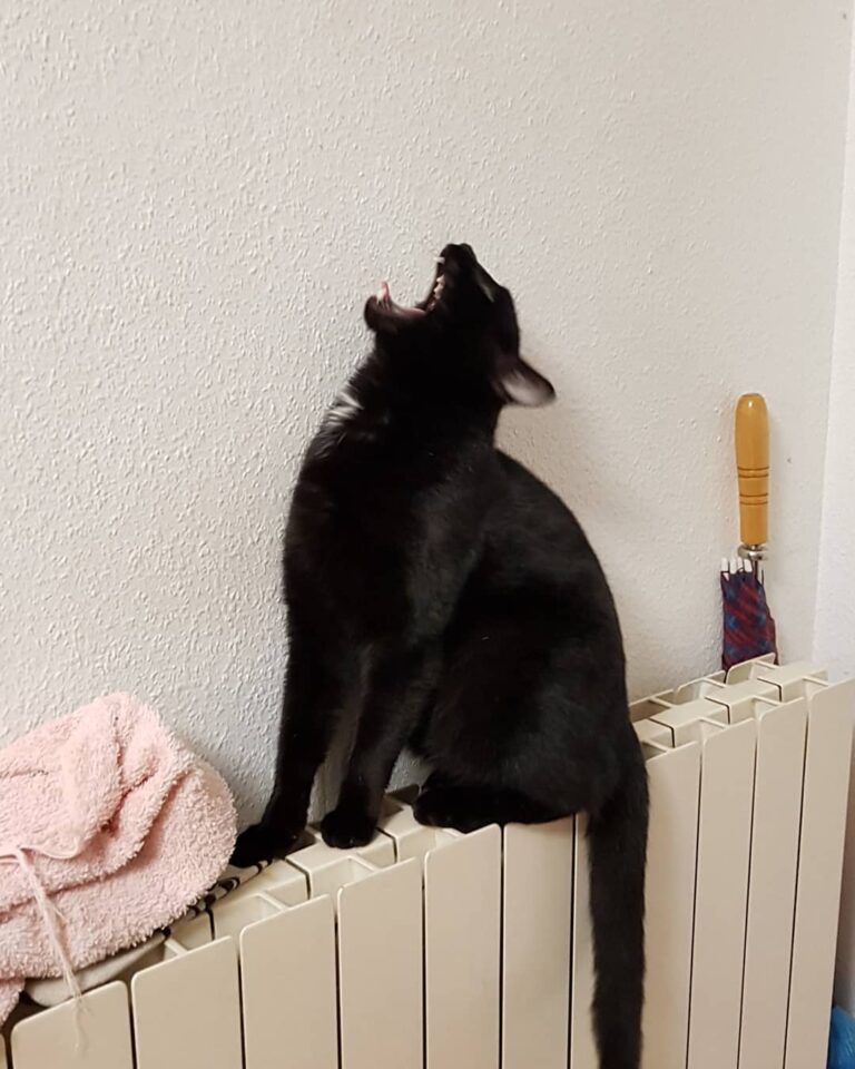 J’en ai marre d’être toujours pris en photo ! Laissez moi