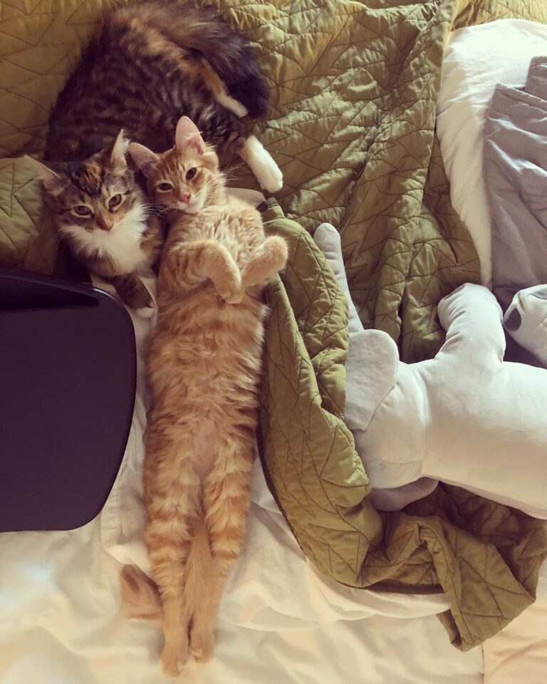 Just another Caturday . . . . . .