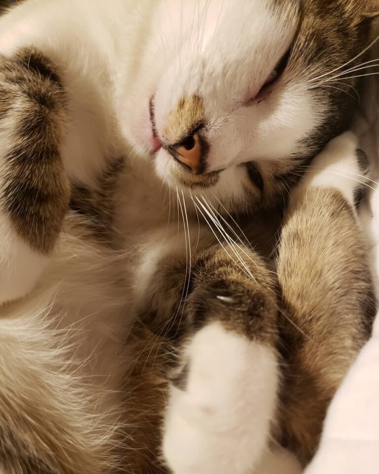 Just the regular sleeping pose ° • °