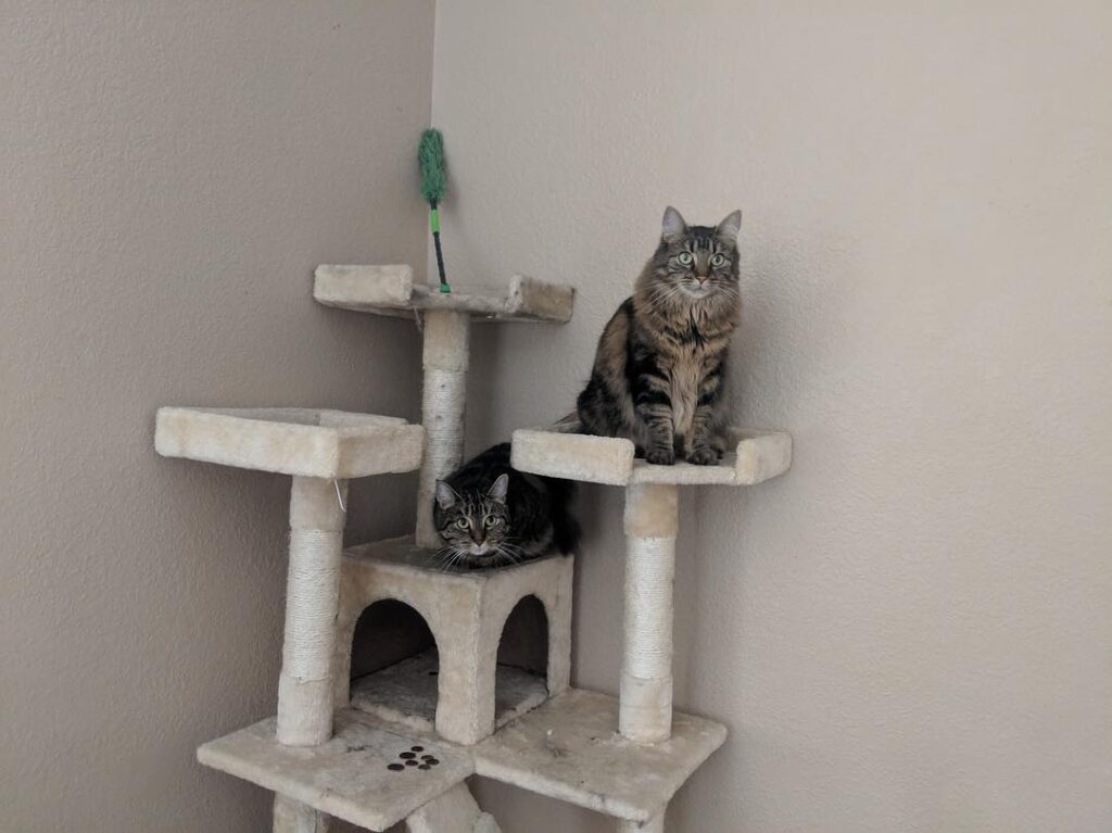 Kitties: we finally got our tree back from human’s trash on new year!