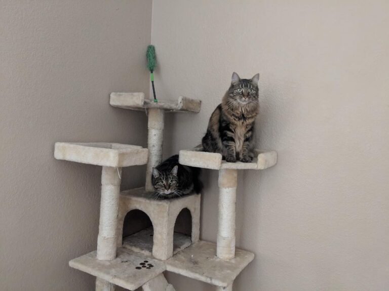 Kitties: we finally got our tree back from human’s trash on new year!