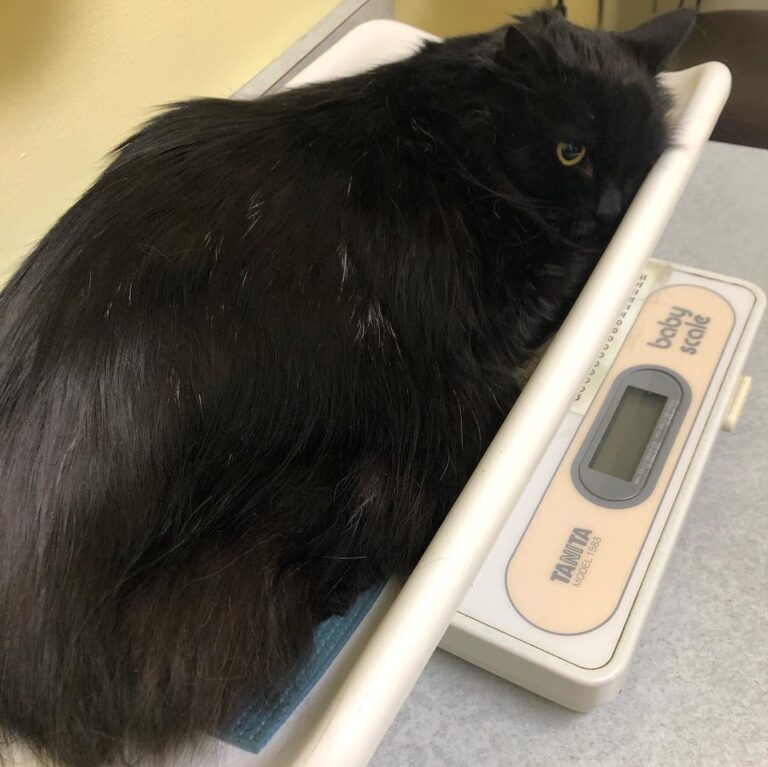 Kitty still thinks he can look invisible to the veterinarian if he