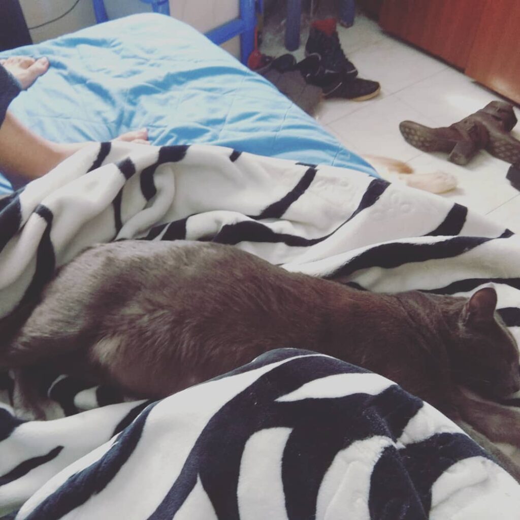 Kitty’s crush His name’s Leon