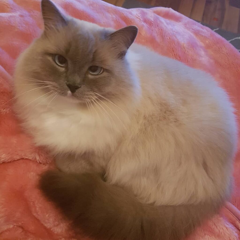 Kuscheln mit der Schmusedecke