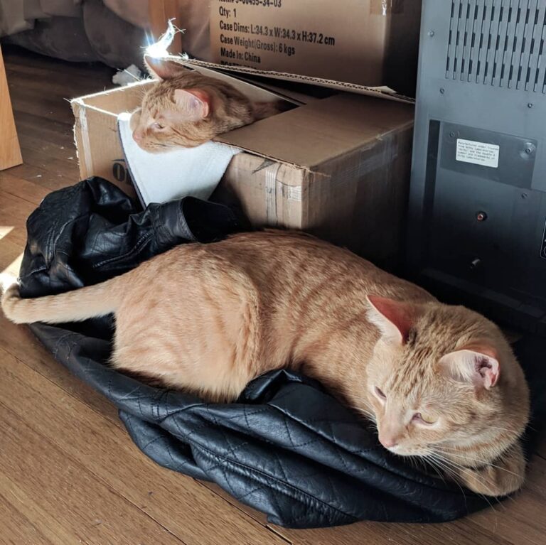 Lazy Saturday – – –