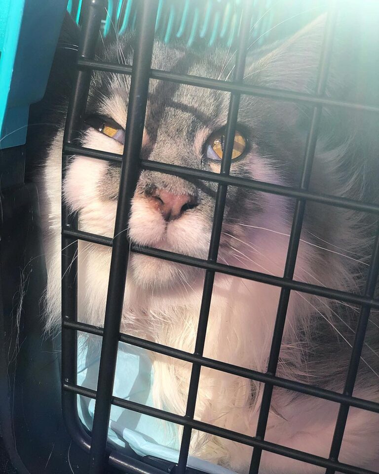 Leonardo being such a good boy after the vet visit.