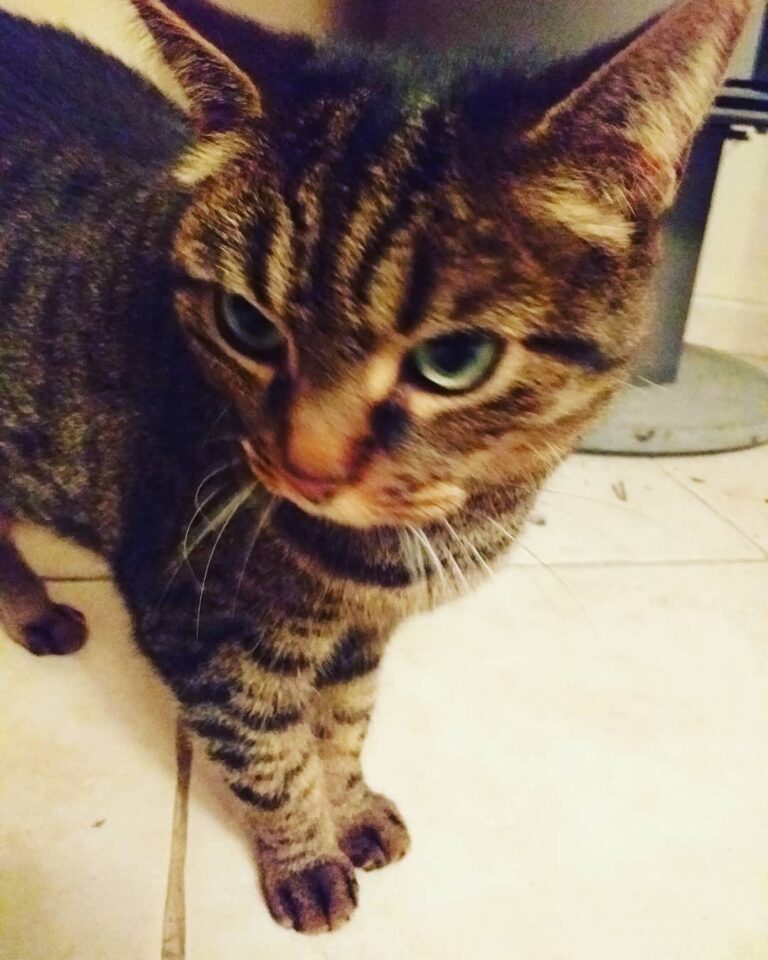 ” Les deux chats les plus vieux jamais recensé avaient