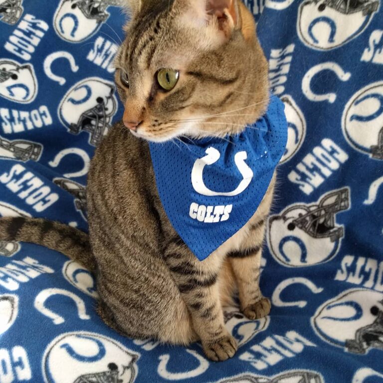 Let’s go Colts! Lucky has her game face on!
