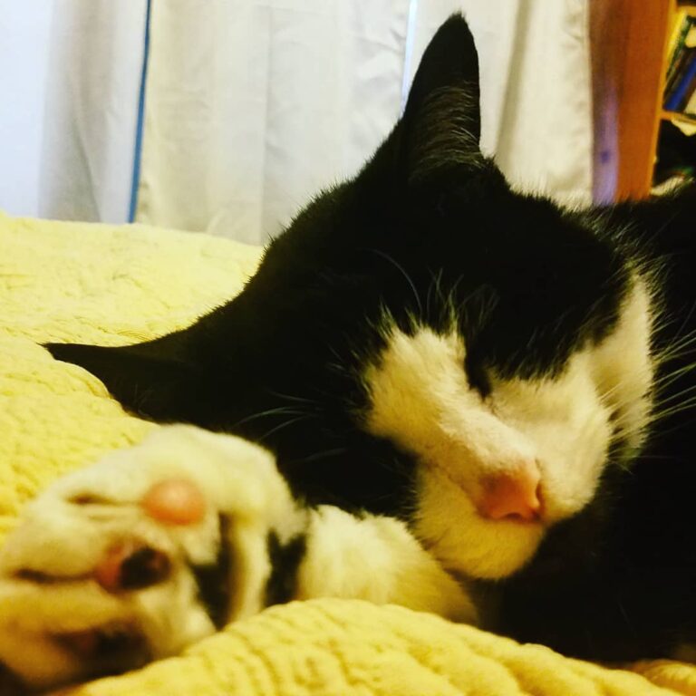 Living his best life. He was a rescue. Adopted and returned twice