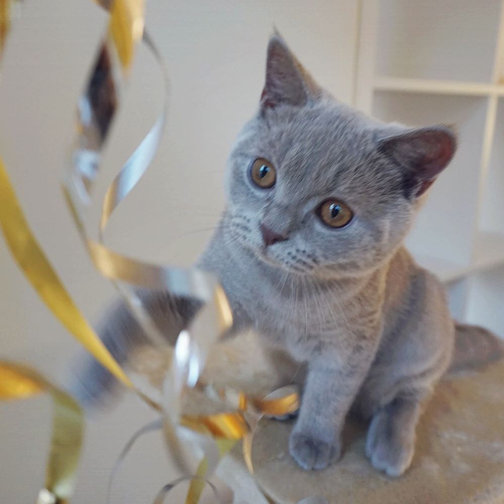 Mama said it’s time to take down the New Years decorations, so that’s
