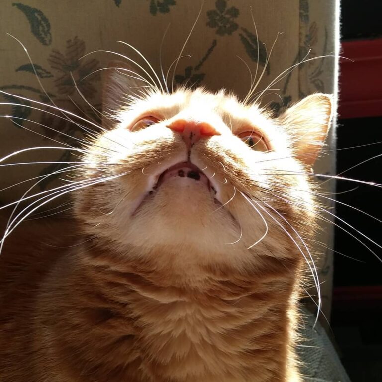 Meet Shmink! This is Marley’s biological father. He passed away two