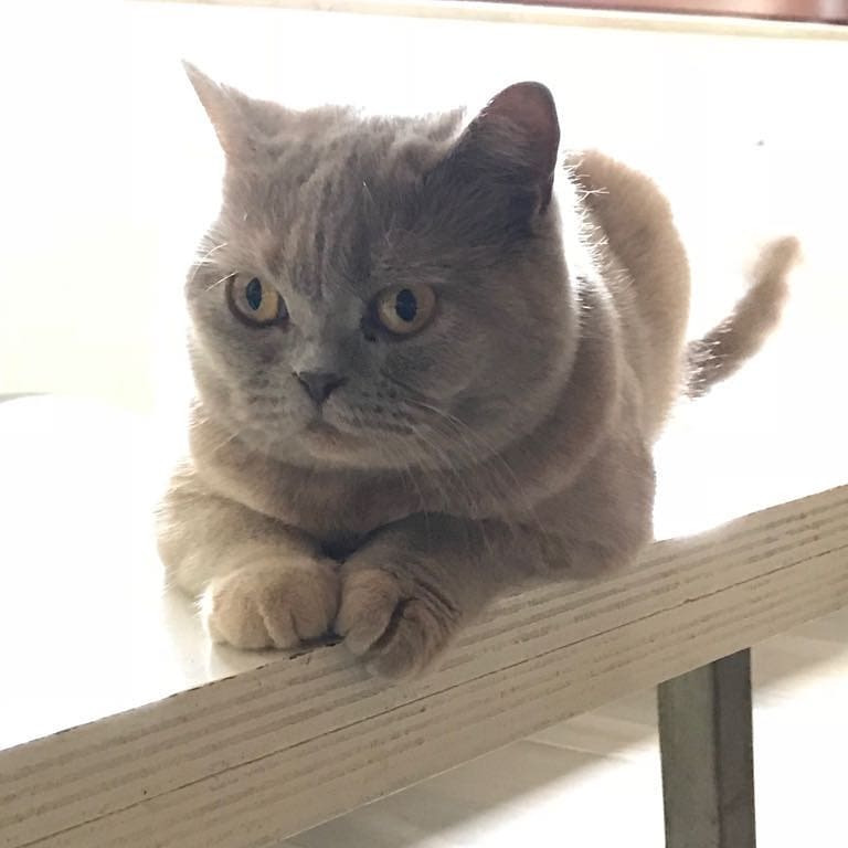 Meet Teddy and isn’t that just the perfect name for this little cutie