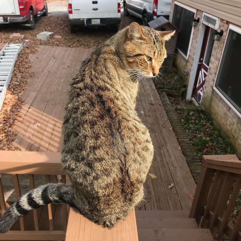 Meet the cats!! 1st pic is the only male in the group, Canelo. 2nd