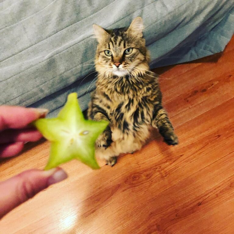 Mo meets carambola. . . .