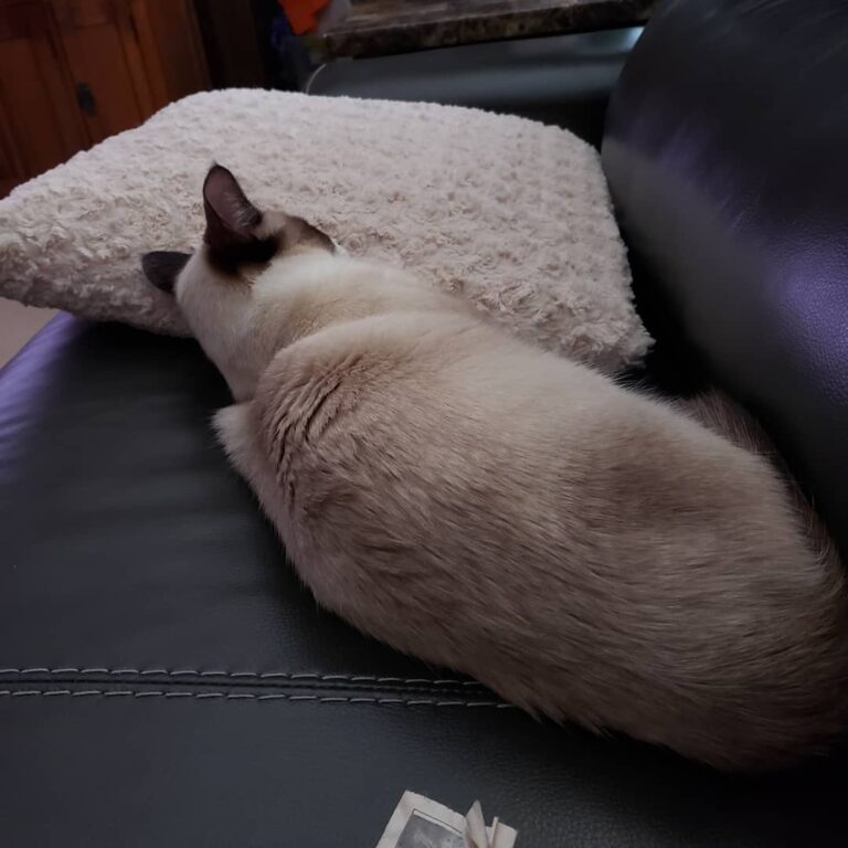 Mom said If I am not sleeping I am getting into trouble so here I am