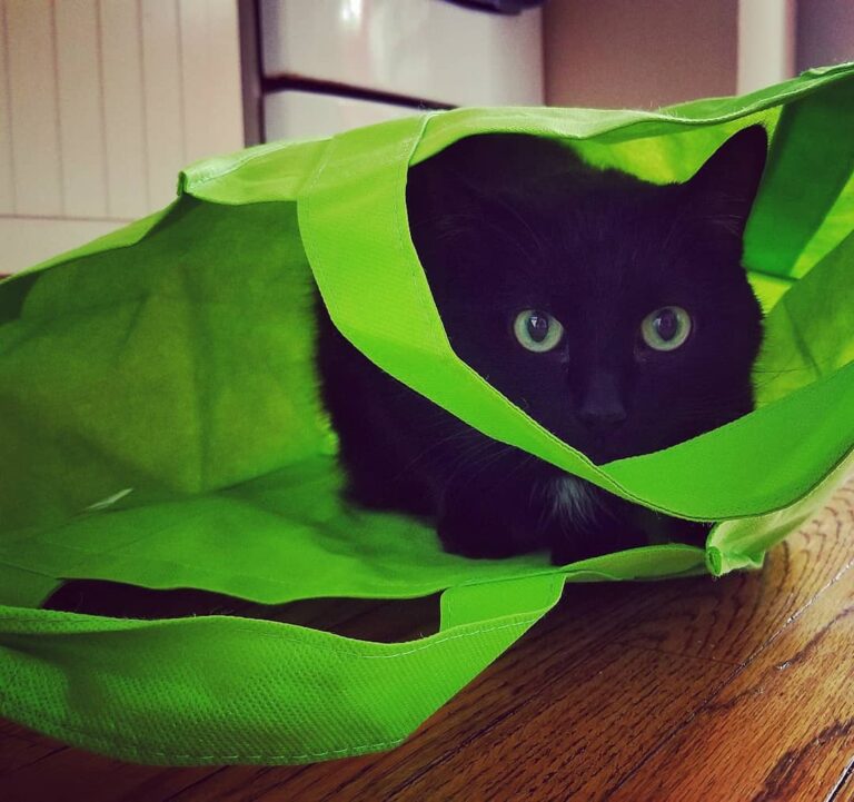Most kitties like boxes, mine only loves bags.