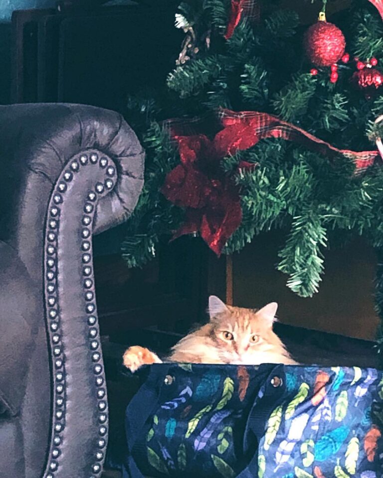 My Christmas tree is still up, and Boomer is still as fluffy as ever,