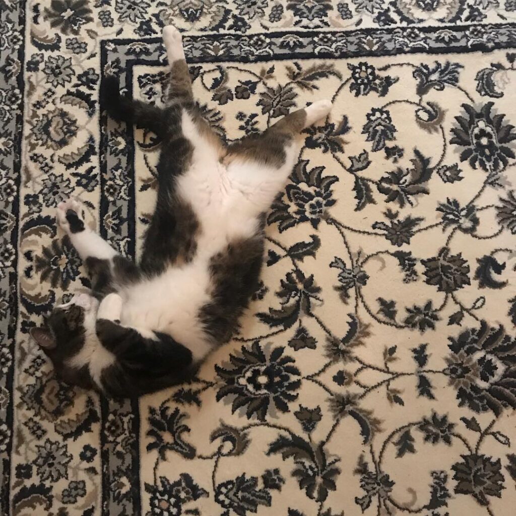 My Sidney 05.01/ 19 . Living his best Sidney life