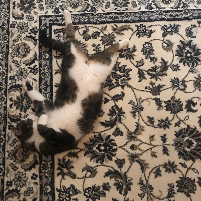 My Sidney 05.01/ 19 . Living his best Sidney life