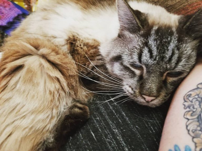 My sweet old boy. 11 years later and I'm still his favorite thing.