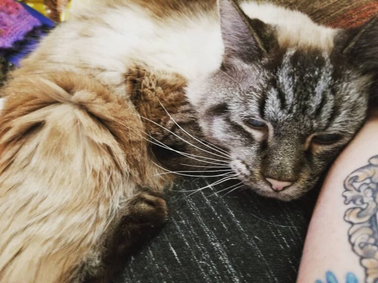My sweet old boy. 11 years later and I’m still his favorite thing.