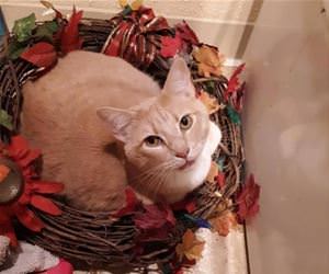 FunnyCatSite