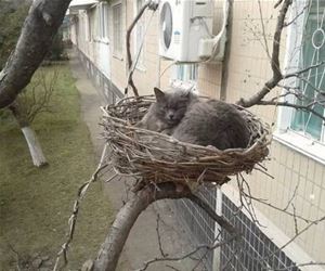 FunnyCatSite