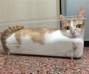 FunnyCatSite