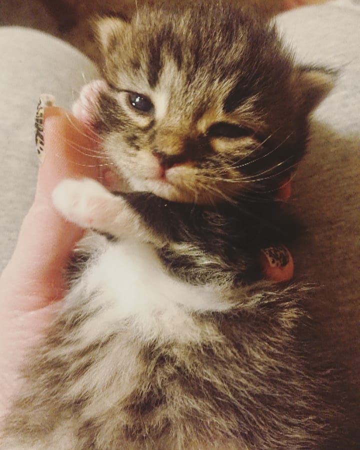 Noe så søtt! Katten til lillebror fikk to små søte kattunger før jul