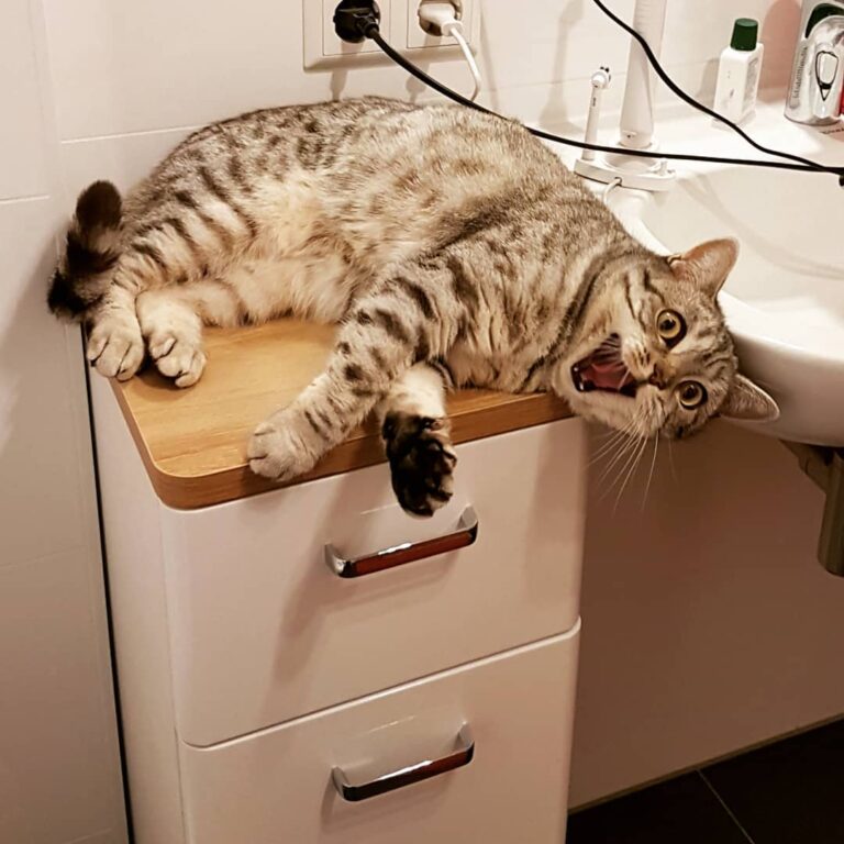 OMG! A new place to roll around!