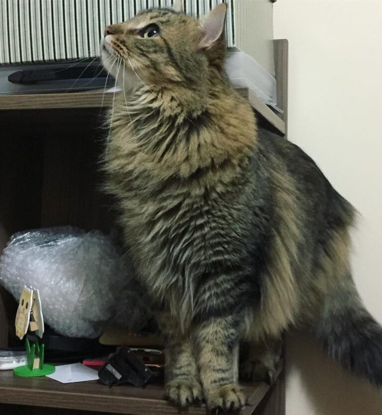 Oi, meu nome é Thor Nasci na rua, mas hoje sou um principe .