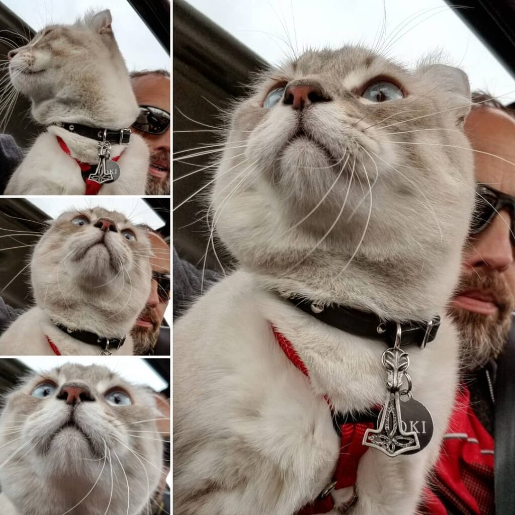 On our way to visit the rescue kitties.