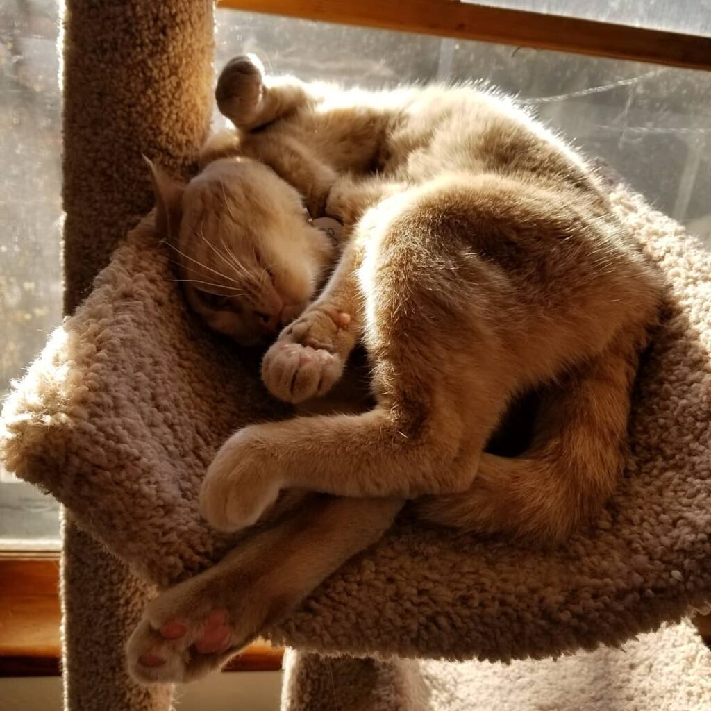 Our Contortionist Cat . . . #냥스타그램