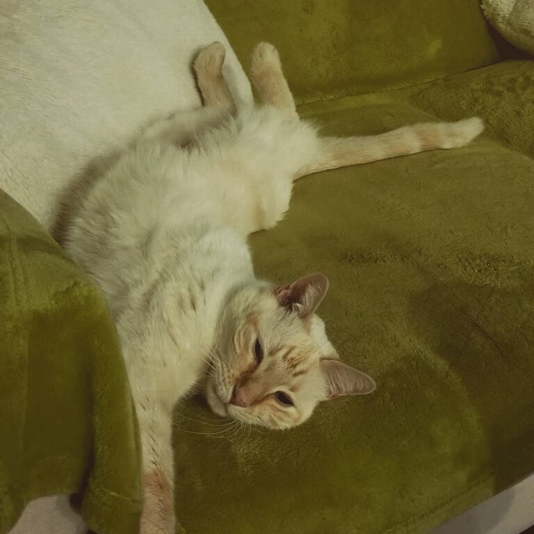 “Paint me like one of your French cats” . .