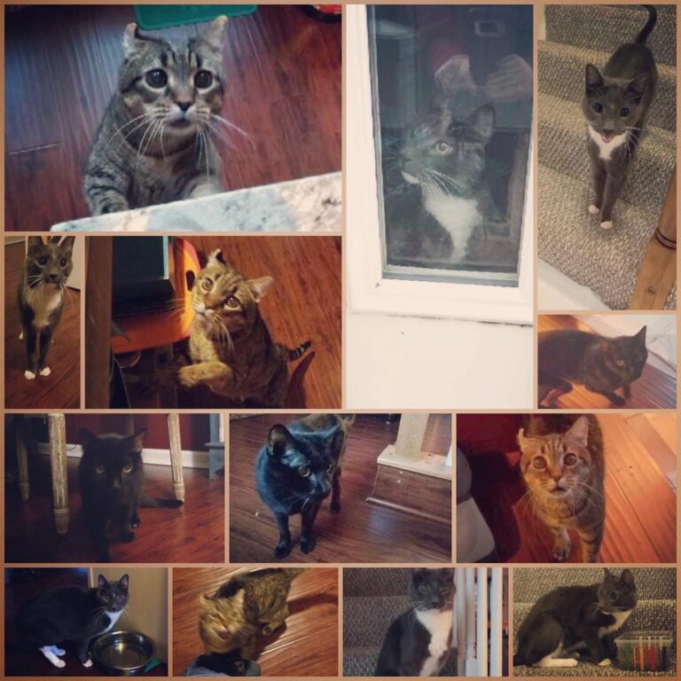 Pics from our cat sitter while we were away.