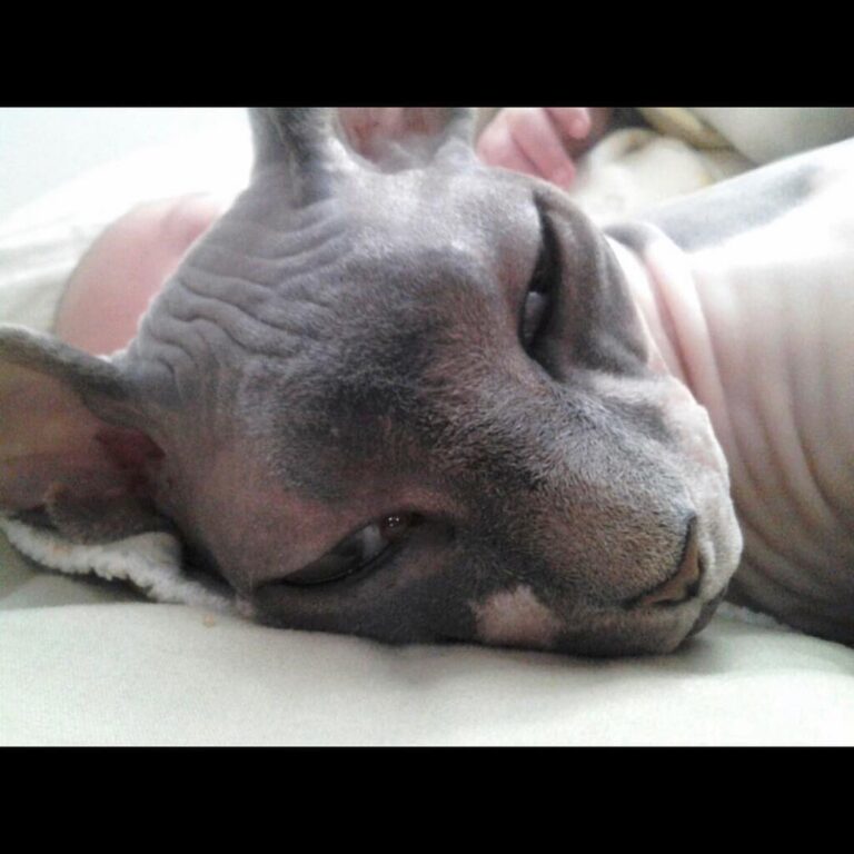 Please view the link on my page, read my story, and share to save Kuni