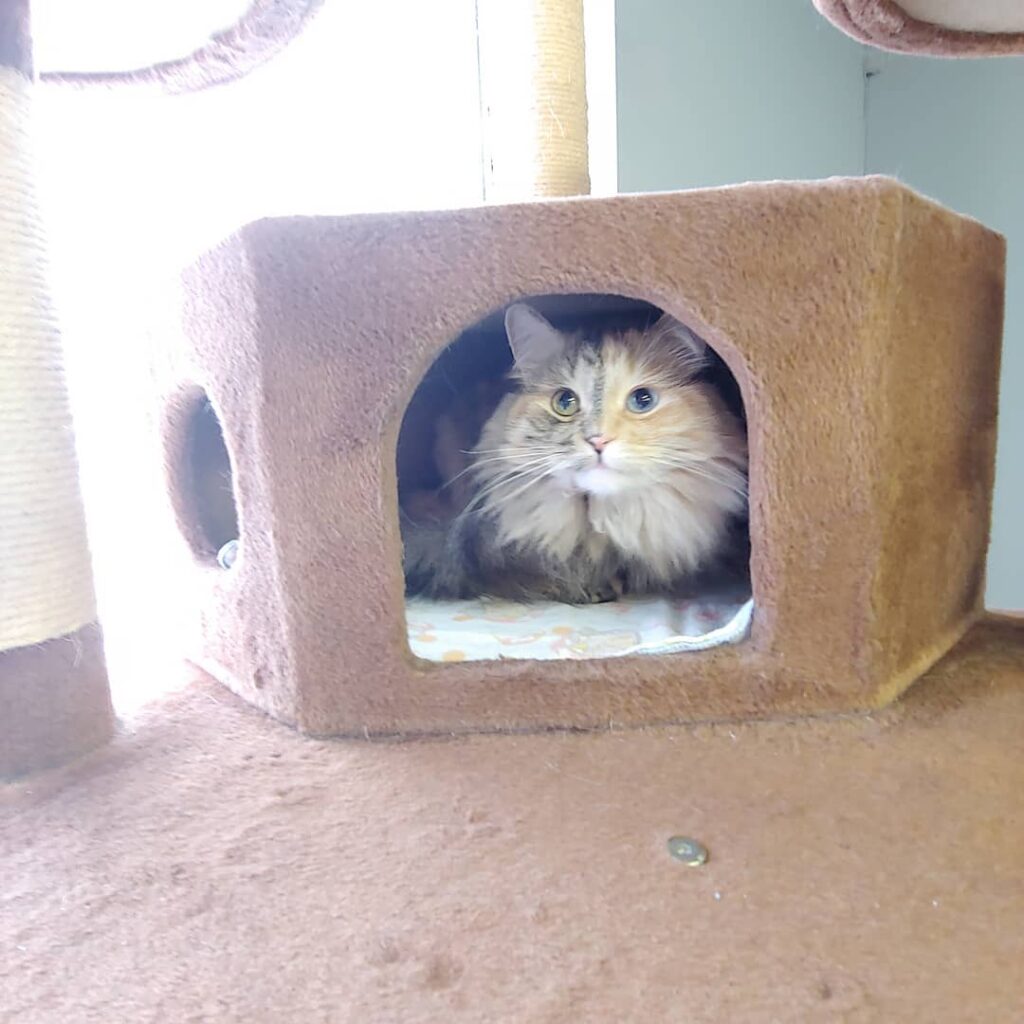 Pretty Polly