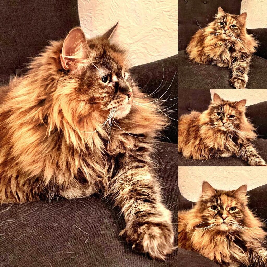 Queen Nala…. . . . .