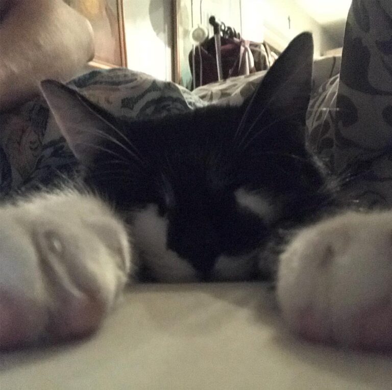 Selfie, miau miau miauuu