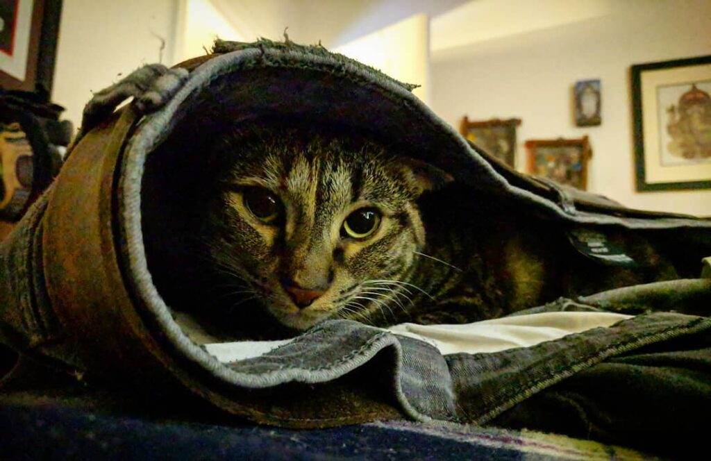 Sleeping in Daddy’s jeans. Ya know, as you do.