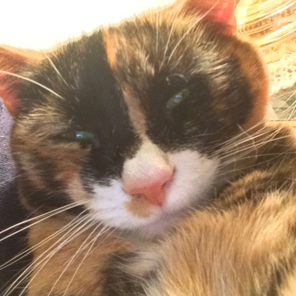 Sleepy kitty selfie