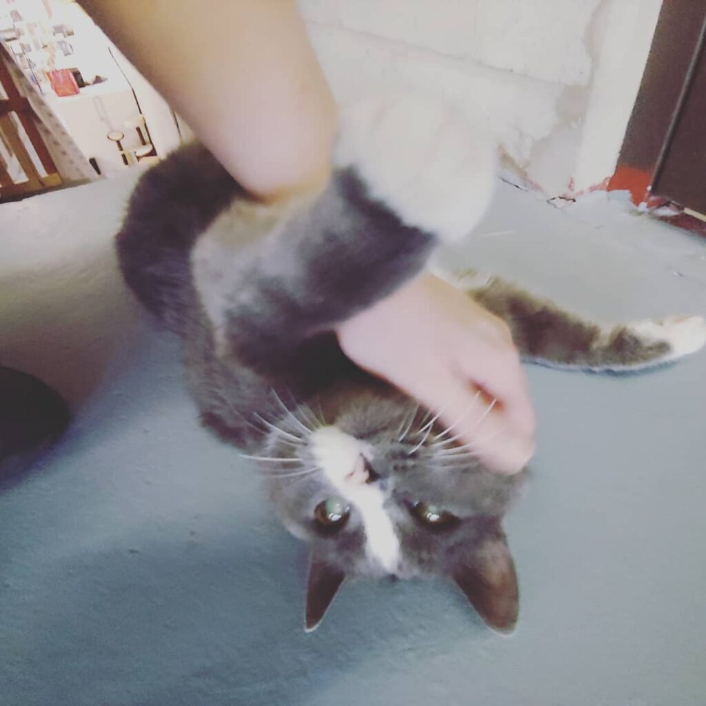 Smokey loves pets