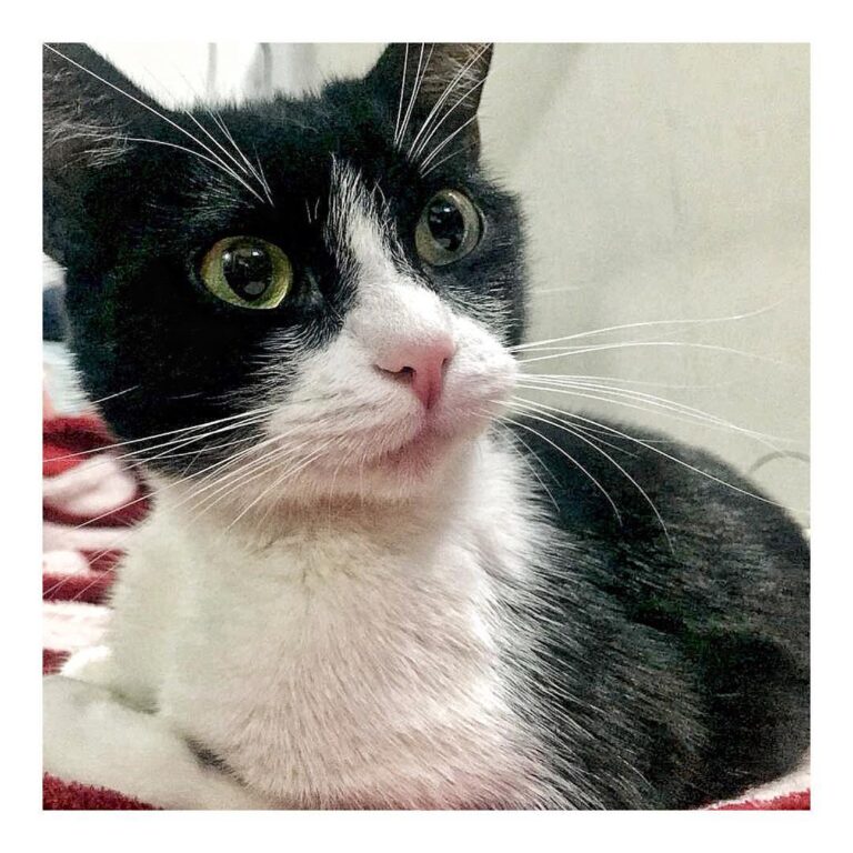 Soy dulce, no tan dulce ni tan sociable, pero soy muy consentida y