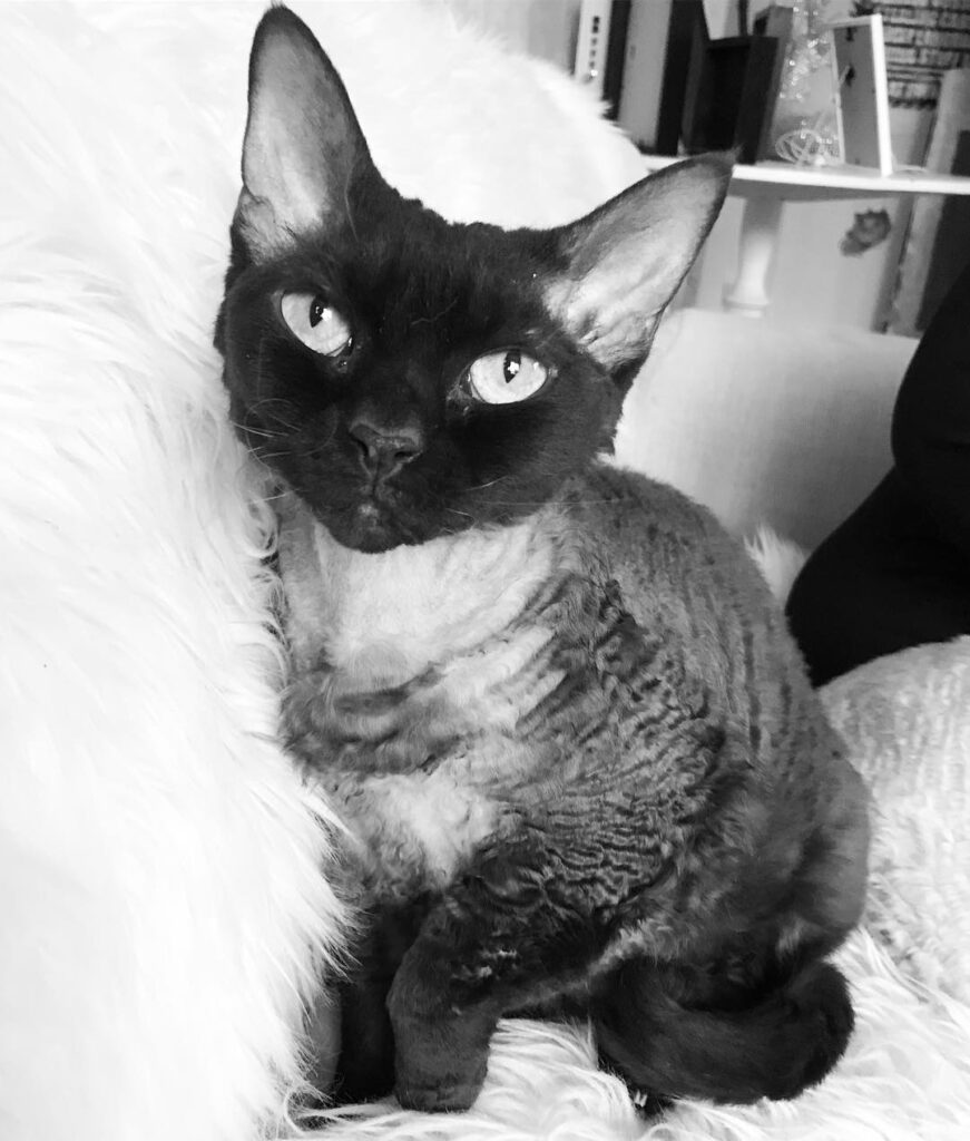 Sweet chocolate ChiaraEight years old and Queen of everything