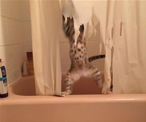 FunnyCatSite