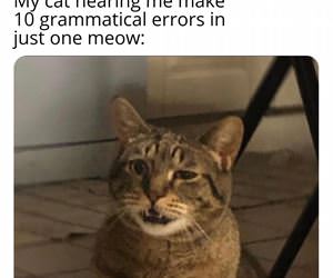 FunnyCatSite