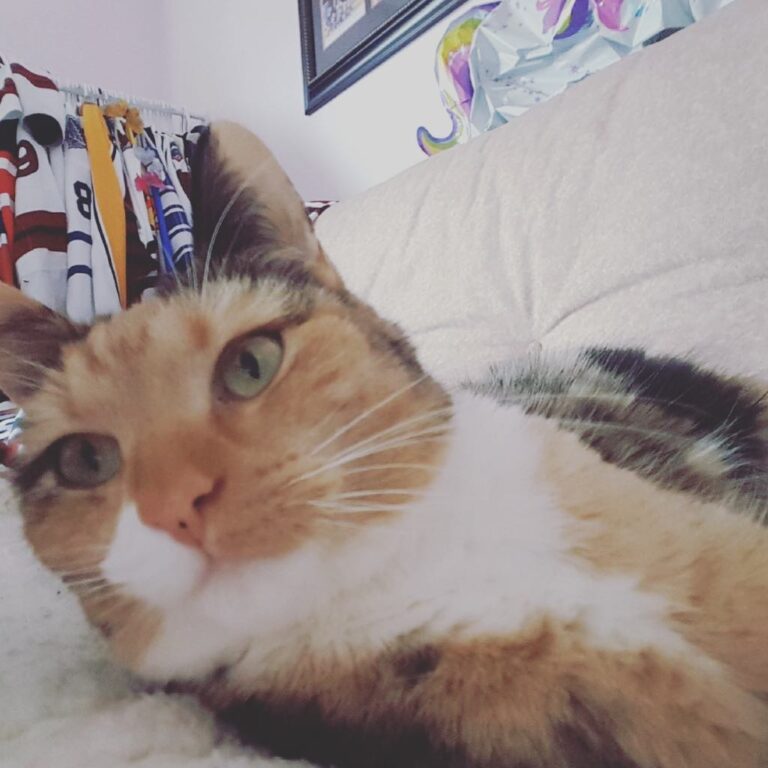 Thanks you human for the blanket! . . .
