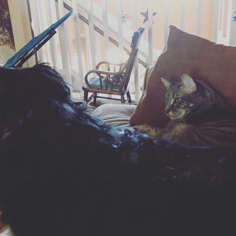 That look you give your dog sister when she jumps on the couch next