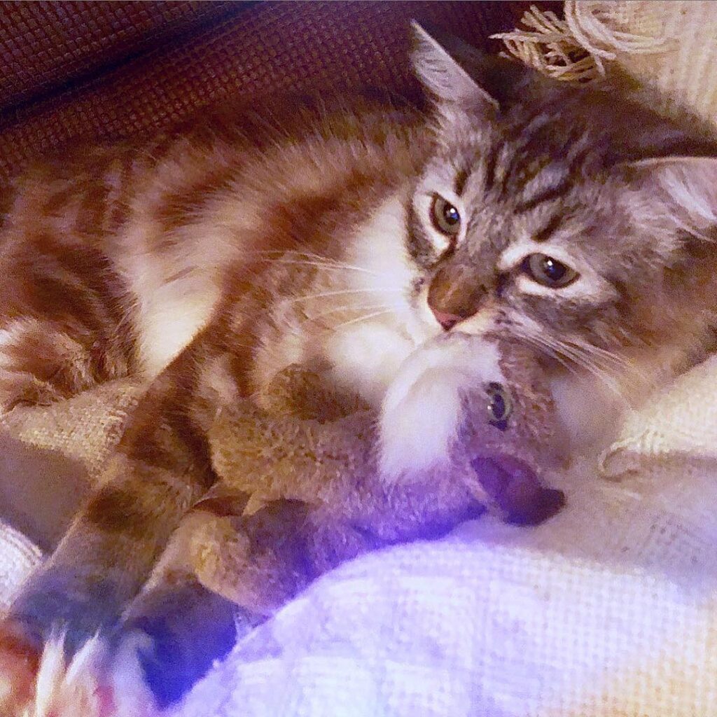 The Lioness in a rare moment of peace,snuggling with her Lovey